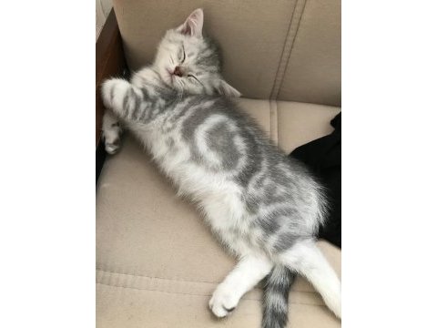 Sevimli british shorthair kardeşler