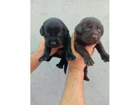 Labrador yavru köpekler