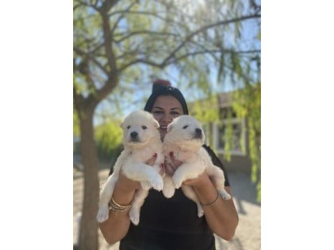 Safkan aşılı samoyed yavrularım