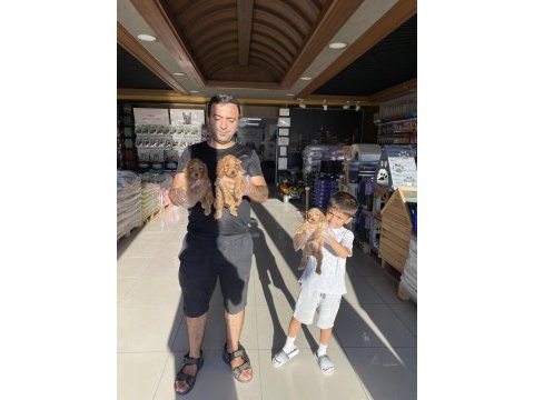 Maltese yavrular maltipo ve toy poodle yavrular ankara