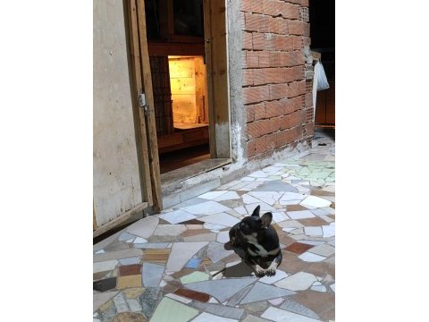 Micro blue tan dişi french bulldog