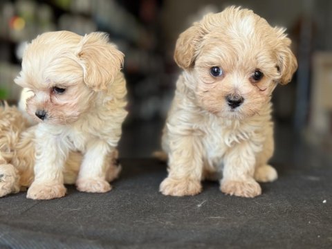 Petmode köpek çiftliğinde ziyarete açık maltipoo