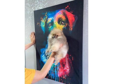 Üst kalite pomeranian boo erkek güzeli