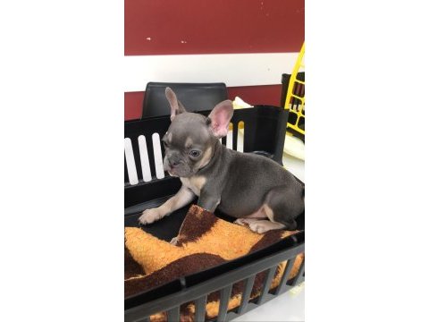 French bulldog