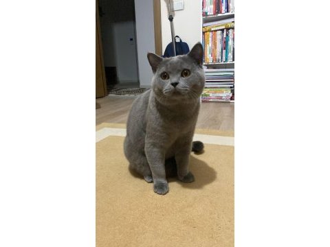 9 aylık erkek kedime dişi eş arıyorum