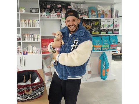 Ankara exotic french bulldog