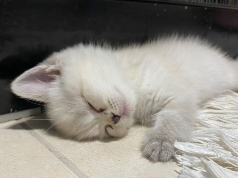 3 aylık blue point british shorthair inci tanemiz
