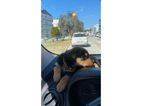 Rottweiler chivas yeni yuvasını arıyor