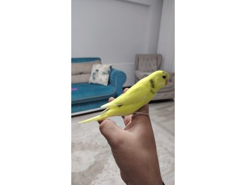 Erkek ele alışkın muhabbet kuşu
