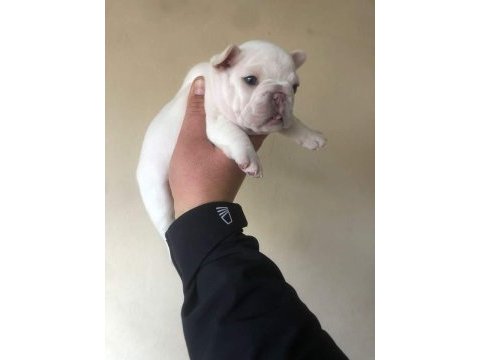 Exotic french bulldog