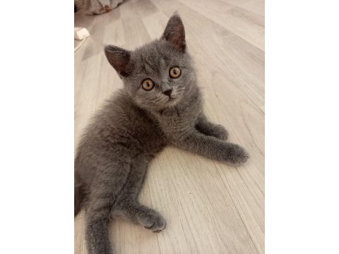 British shorthair dişi erkek bebeklerimiz