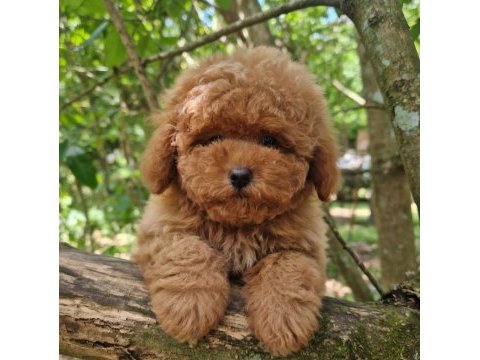Toy poodle köpeklerimiz