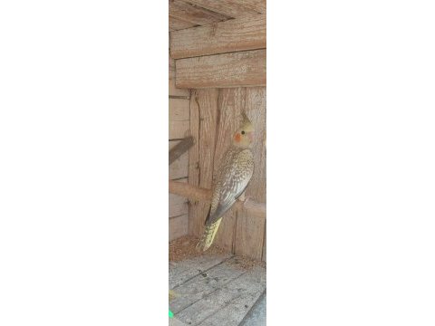 Yeni sultan papağanı yavrular yeme düşecekler bu hafta