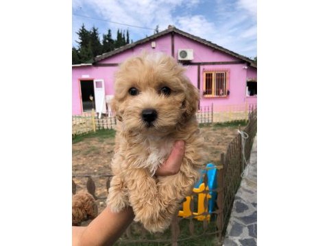 Maltipoo toy bebekler
