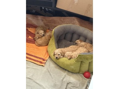 Maltipoo yavrumuz