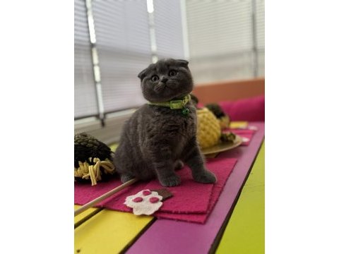 Scottish fold erkek kedimiz