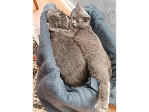 British shorthair anne kız yeni yuvalarını arıyor