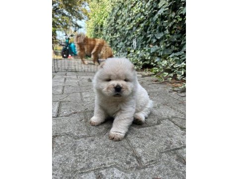 Chow chow (çin aslanı) yavrularımız