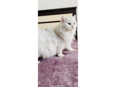 Safkan british longhair