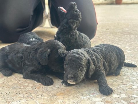 Aşırı sevimli siyah poodle bebeklerimiz