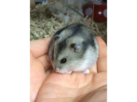 Hamster gonzales yavrularımız heryere gönderim var