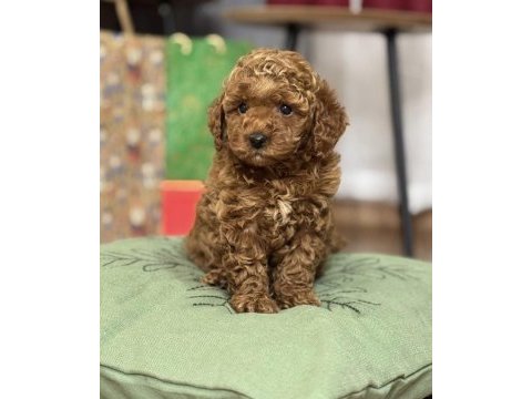 Safkan kıvır kıvır to poodle yavrular