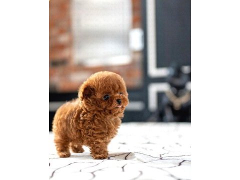 Toy poodle yavrularım