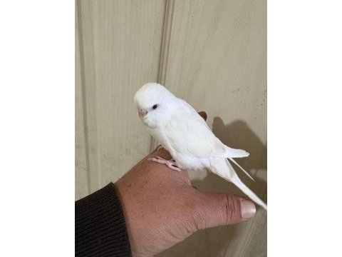 31 günlük albino oğlan bebek muhabbet kuşu