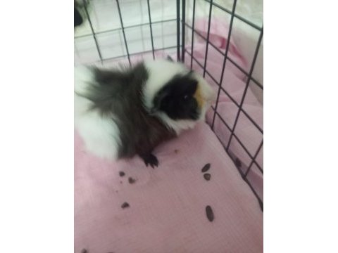3 yavru (3 aylık) ve 1 hamile ginepig (8 aylık) + kafes