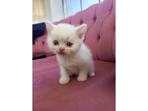 British longhair 45 günlük kedimiz