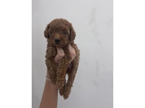 2 erkek bir dışı safkan poodle yavrularımız 45 gunluk