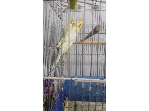 Sultan papağanı bir çift