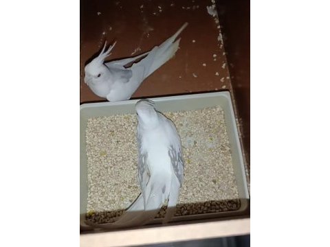 Yumurtalı heavy sultan takım erkeği ful evcil konuşma var