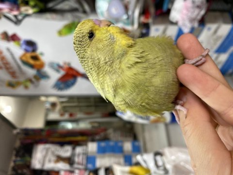Ele omuza alıştırmalık sevda papağanlarımız