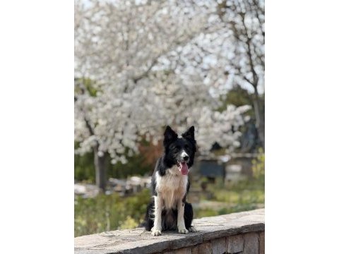 Köpeğimizden daha akıllısı yok