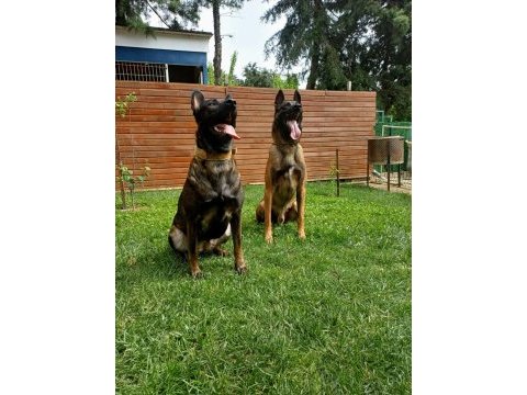 Fcı kıf secereli belçika kurdu
