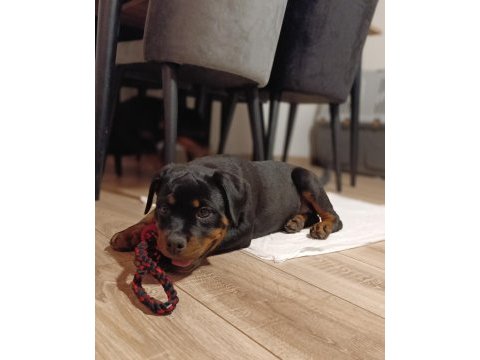 4 aylık dişi rottweiler