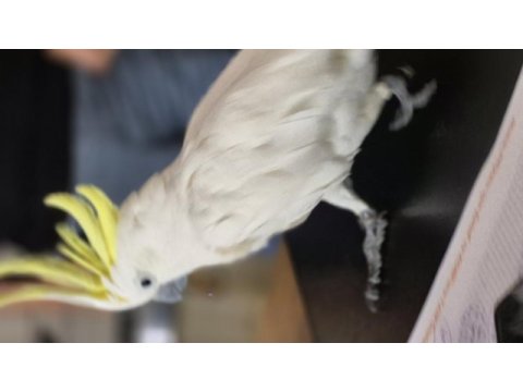 Evcil sülfür kakadu konuşur