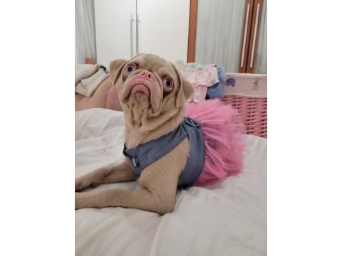 Egzotik pug mops