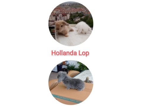 Cüce ve lop ırkı tavşan