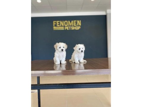 Kar beyaz maltese terrier yavrularımız ankara