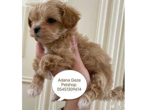Kore maltipoo