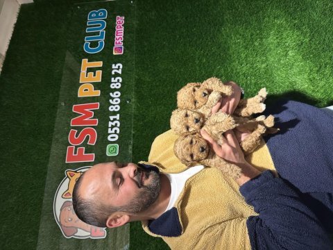 Safkan toy poodle köpeği