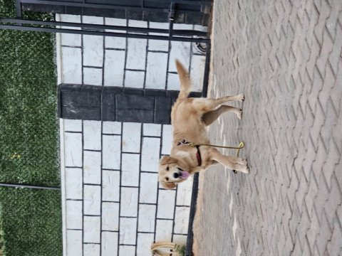 Safkan golden retriever 6 aylık eğitimli