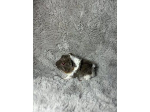 Özel renk ginepig yavrumuz