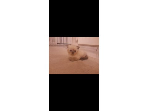 Scottish fold tam beyaz ve blue point yavru