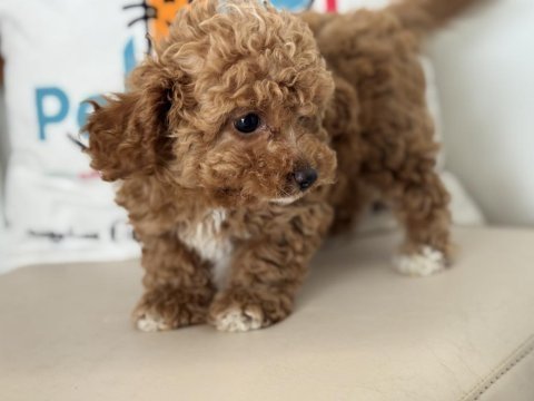 Petmode köpek çiftliğinde ziyarete açık maltipoo