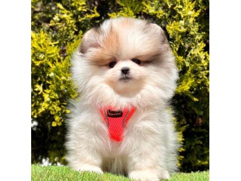 Safkan pomeranian boo bebekler