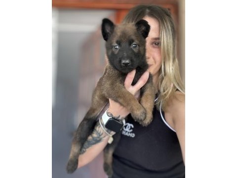 Belçika kurdu malinois yavruları