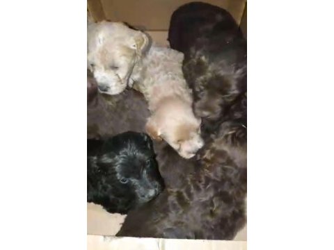 Orjinal maltipoo yavrular